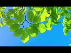 Όπως οι πατεράδες, ο Φάρλι φυλάει με αξιοπιστία καθαρό αέρα για την οικογένεια και τον πλανήτη.